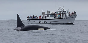 Killer Whale near Pt. Sur Clipper photo by daniel bianchetta