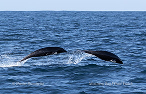 Northern Right Whale Dolphins photo by daniel bianchetta
