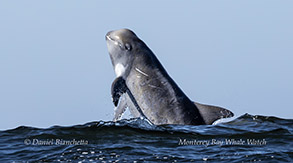 Risso's Dolphin calf photo by daniel bianchetta