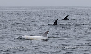Risso's Dolphins Casper and friends photo by daniel bianchetta