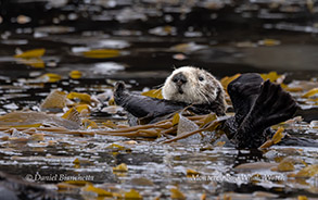 Sea Otter in kelp photo by daniel bianchetta