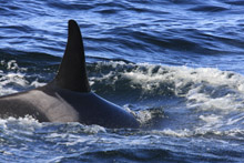 Killer Whale L55 in Monterey Bay