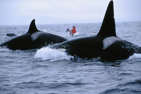Nancy Black tracking Killer Whales