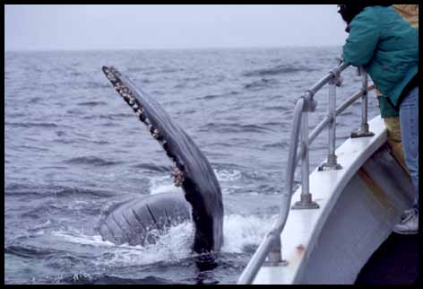 Whale Beside Boat