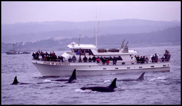 Killer Whales and Whale Watching Boat, Slide No. T0108