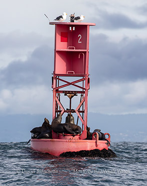 California Sea Lions on buoy photo by daniel bianchetta