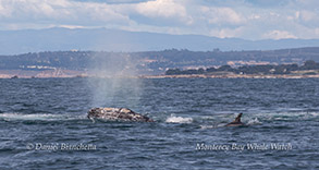 Gray Whale and Risso's Dolphin photo by daniel bianchetta