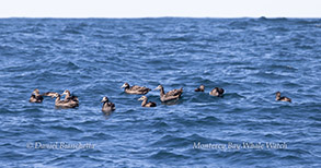 Group of Black-footed Albatross photo by daniel bianchetta
