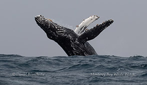 Humpback Whale breaching photo by daniel bianchetta