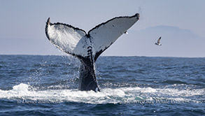 Humpback Whale tail photo by daniel bianchetta