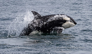 Killer Whale (Orca) photo by daniel bianchetta