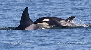 Orcas (Killer Whales) - CA140B Louise and CA140B4 photo by daniel bianchetta