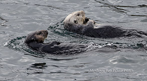 Southern Sea Otters photo by daniel bianchetta