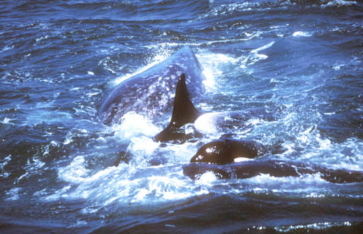 Two Killer Whales wedge between