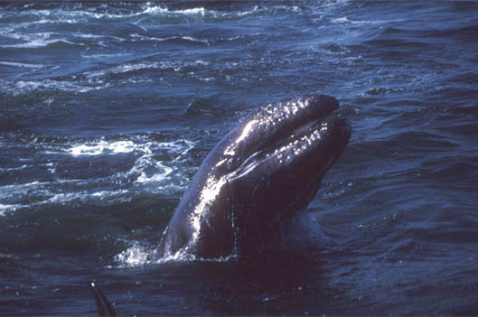 Killer Whales ram Gray Whale out of water
