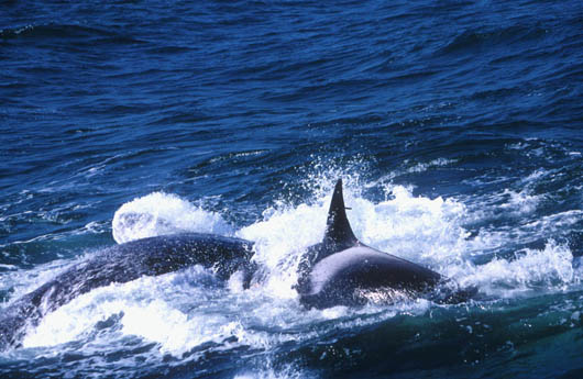 Adult female Killer Whale with injured dorsal fin during attack