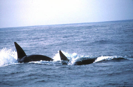 The two adult males pursue the Gray Whales