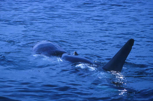 Killer Whale feeds on Gray Whale