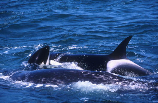Unnumbered Killer Whale calf learns from his mother how to  hunt