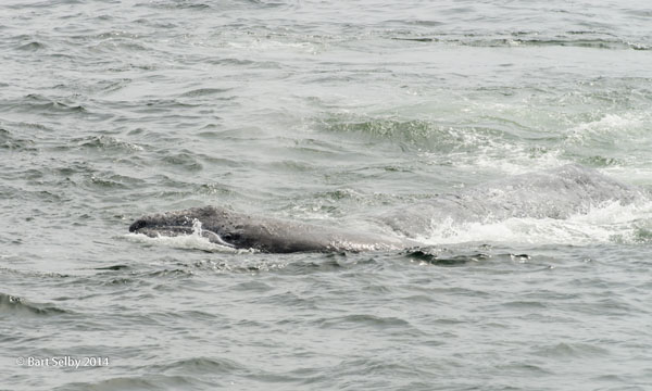 1210Gray_whale_baby_tries_to_climb_on_mothers_back_during_attack