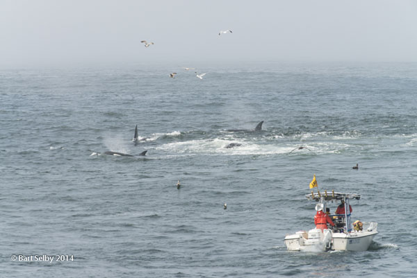 1219Attacking_killer_whales_circle_gray_whales_during_attack