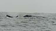 Killer whale locates mother-calf gray whale pair
