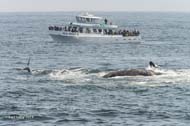 Killer whales attack a mother-calf gray whale pair as the Sea Wolf watches