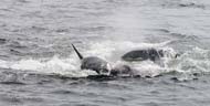 Killer whale separates baby from mother at end of attack