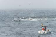 Attacking killer whales circle gray whales during attack