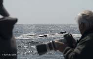 Pat Hathaway of Monterey photographs humpbacks visiting attack site
