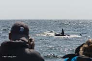 Tory Kallman of Corte Madera photographs attacking killer whales