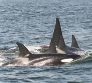 A family group of killer whales rotates in to attack the gray whales