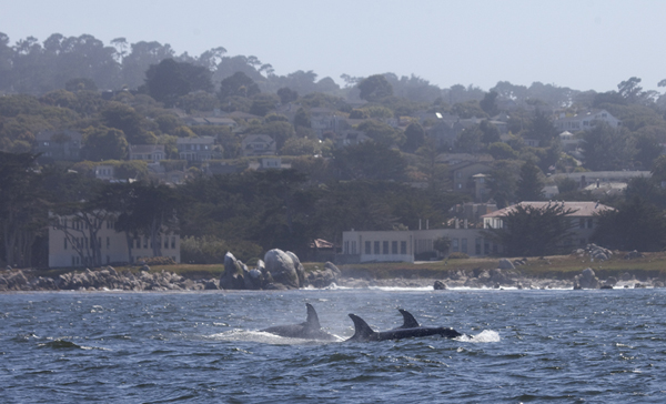 Killer Whales near Hopkins Marine Station, Pacific Grove