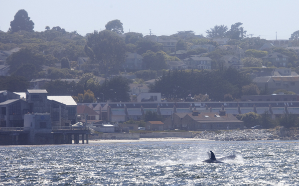 Killer Whales near Monterey Bay Aquarium