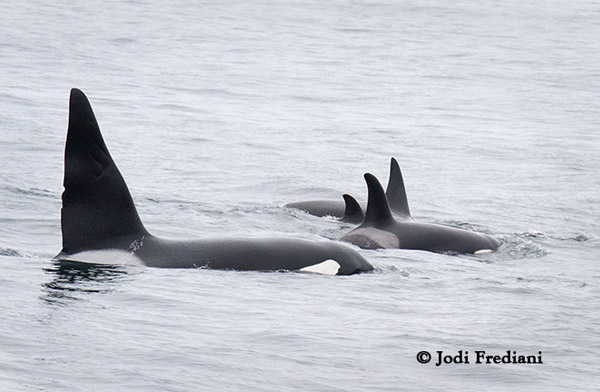 Killer whales traveling after killing a minke whale