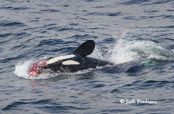This happy killer whale is carrying the skinned carcass of a just killed harbor seal