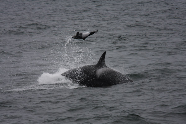 Killer Whale predation on Dall's Porpoise - tossing Dall's Porpoise into the air