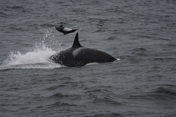 Killer Whale tossing Dall's Porpoise into the air