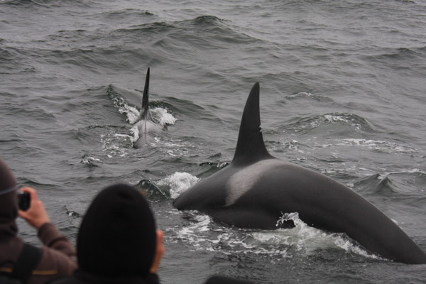 Killer Whales approaching boat after predation on Dall's Porpoise