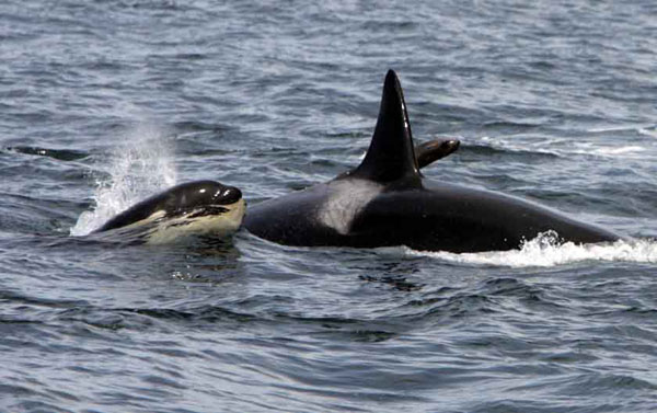 Killer Whales and Sea Lion playing