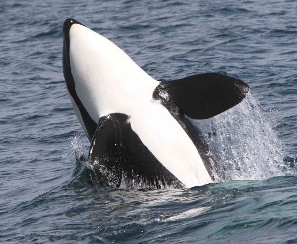A young Killer Whale whale exuberantly breaches