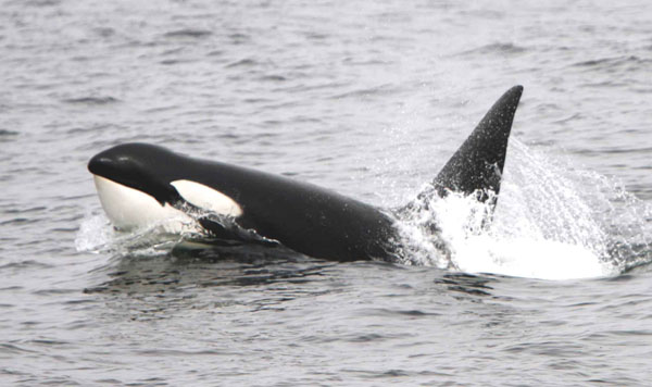 Adult male killer whale