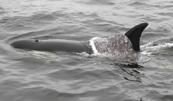Young killer whale drapes a piece of gray whale blubber over its back while feeding on a gray whale