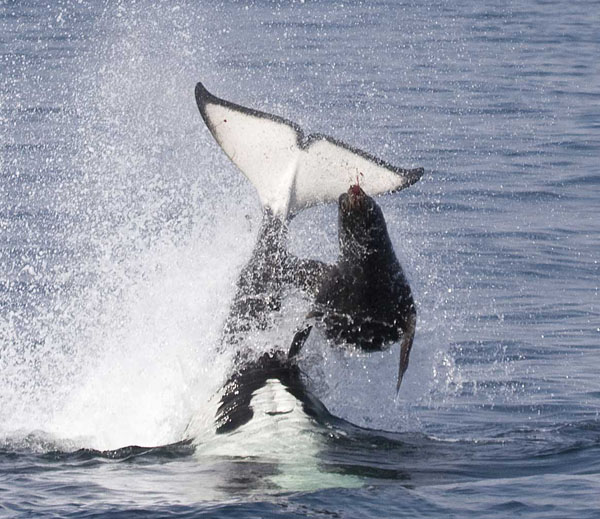 Adult female killer whale slams an adult male sea lion with its powerful tail flukes