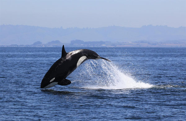 Female killer whale leaps out of water while pursuing prey