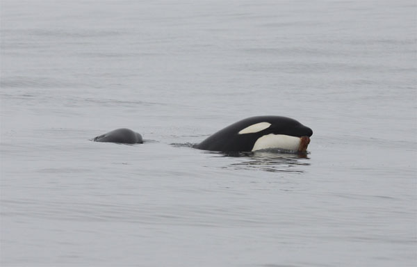 Killer whale holds a jellyfish, likely as play