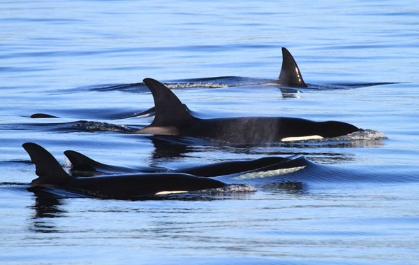 Family group of killer whales - matriarchal society