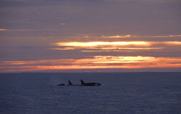 We followed these killer whales into the sunset after their successful hunt and socializing