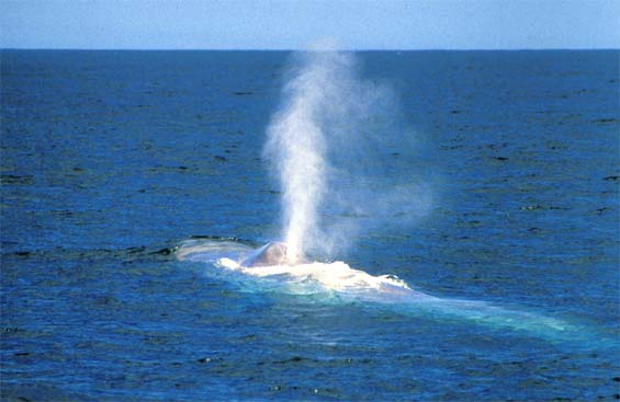 Blue Whales have a 30-foot tall blow (29K)