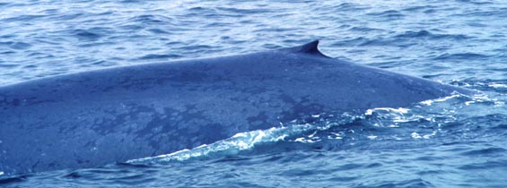 Blue Whale photo illustrating mottled pattern on side (32K)